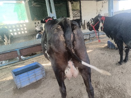 બીજું વેધર