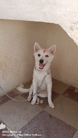 pomanian male
