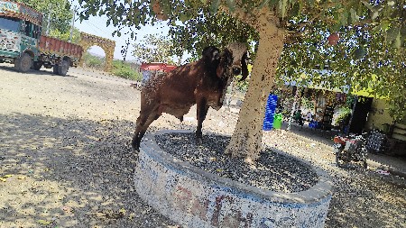 ગીર ખુટ વેચવાનો છે