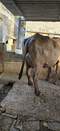 ભેંસ વેચવાની છે