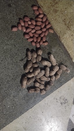 ગીરનાર 4 મગફળી