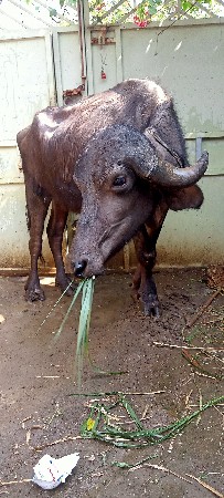 ખળેલી વેચવાની છે