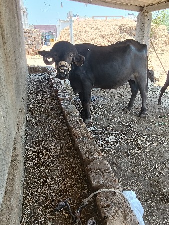 1 વાડો
