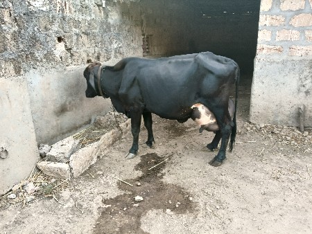 ગાય વેસવા ની છે