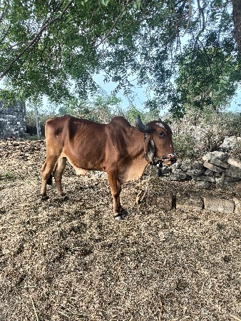 ગોઢલા વેચવાના સે સાવ સોજા