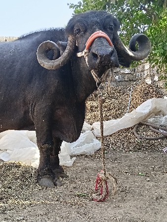 જયરાજ કાઠી 6352237745