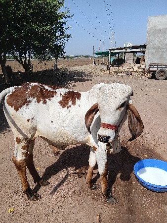 વાછડો