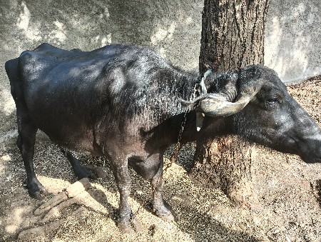 ભેંસ વેચવાની છે