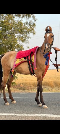 ghodi