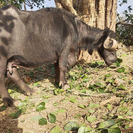 ભેંશ વેચવાની છે