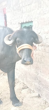 ખડેલી વેચવાની છે