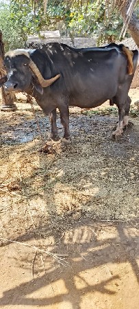 ભેંસ વેચવાની છે