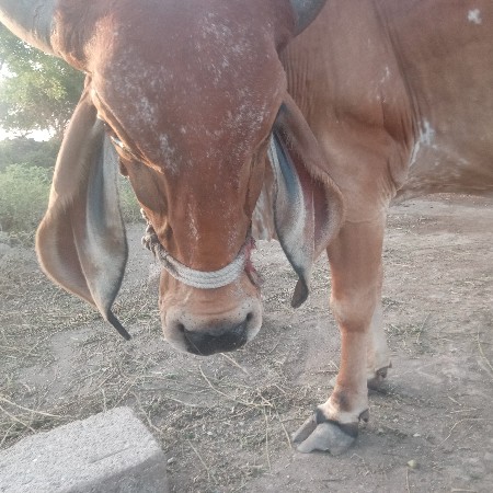 ગાય