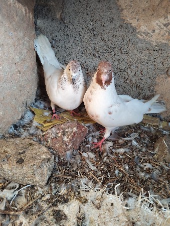 કબૂતર બે વેચવાના છે