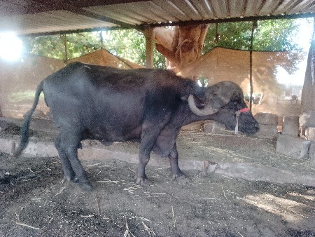 ભેંસ વેચવાની છે.
