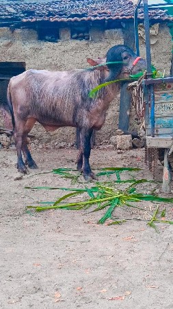 પાડો