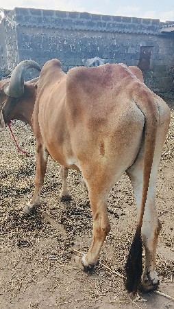 બળદ વેચવાનો છે