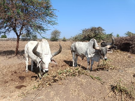 વેચવાના