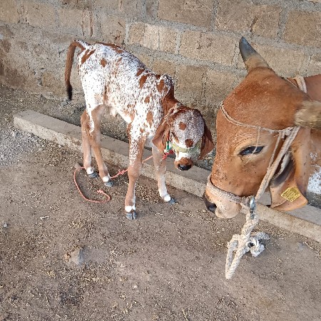 ગાય વેચવાની છે