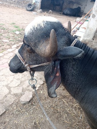 ભગરી