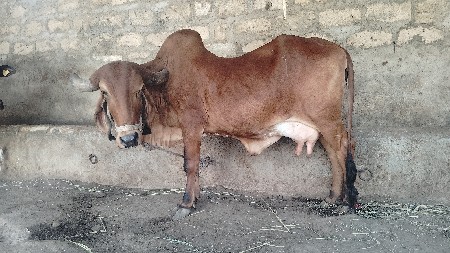 ગાય વેસવાની છે.