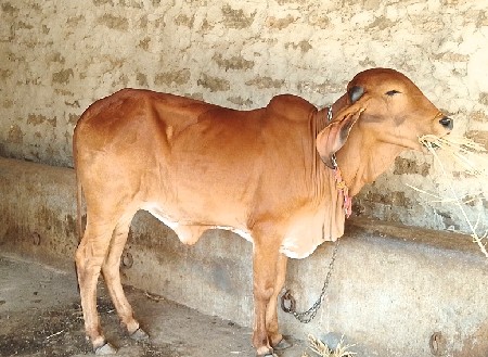 વાછરડી વેચવાની છે