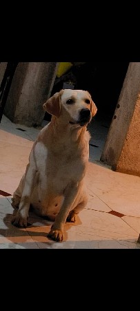 Labrador female dog