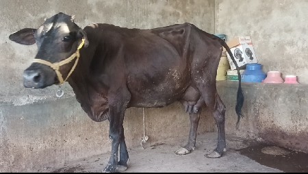 ગાય વેચવા ની છે