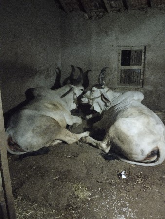 બળદ વેસવા ના છે.