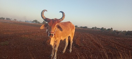 ગોઠવો વહેંચવા નો છે