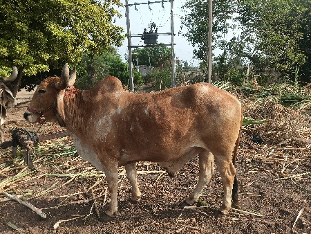 બરધ બેવાવડી વાવેલ સે