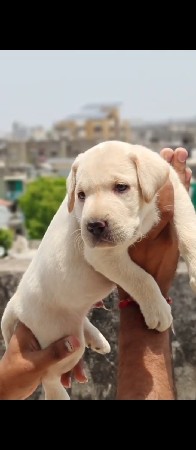 લેબરા મેલ
