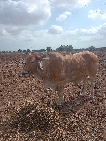 વેચવાના છે