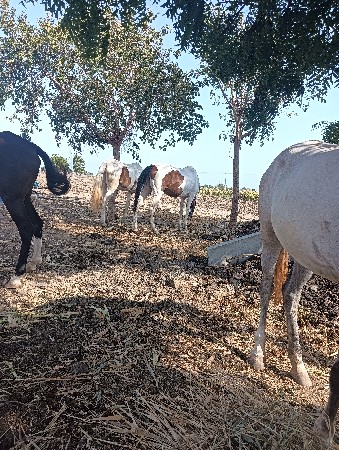 આ બે બાવરી ધોડીયૂ વેસાવ સે