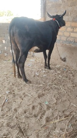 પેલું  વેતર ગાભણ છે