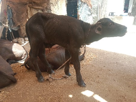 પાડો વેચવાનો છે