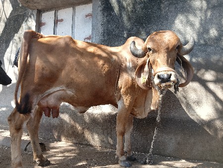 ગાય વેસવાની છે