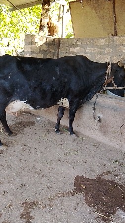 ગાય વેચવાની છે