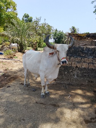 બળદ વેચવાનો છે