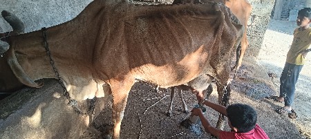 ગાય એક દિનની વેલણ છે