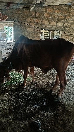 બળદ વેચવાનો છે.