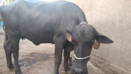 ભેંસ વેચવાની છે