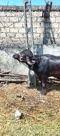 પાડો ‌વેચવાનો છે ખોટા ‌ફોન નથી