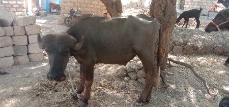 પાડો વેશવાનોશે
