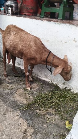 બકરી પતિરી