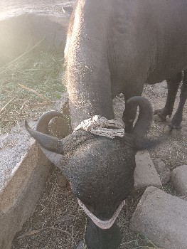 ભેંસ વેચવાની છે