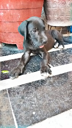 Dobermen Black Female