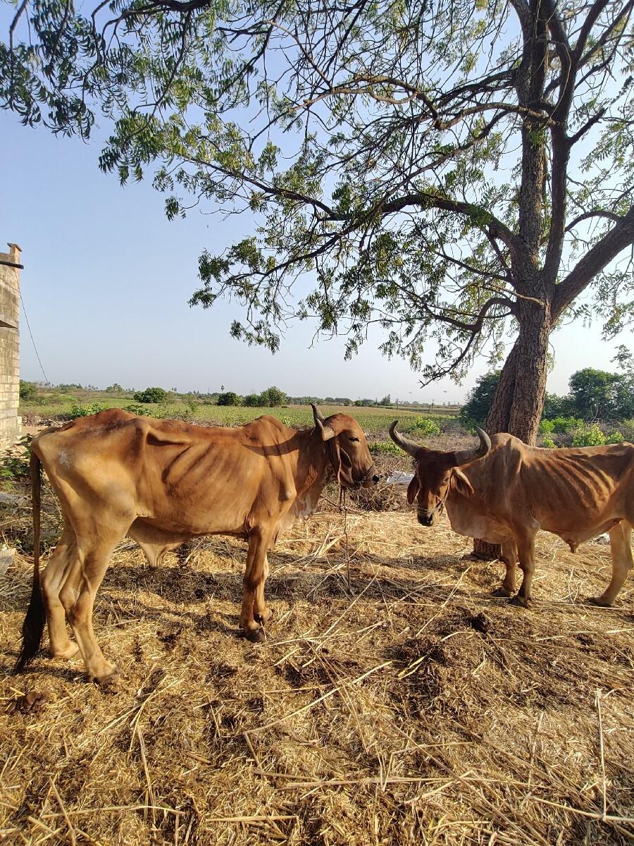 બને બળદ વેચવાના છે