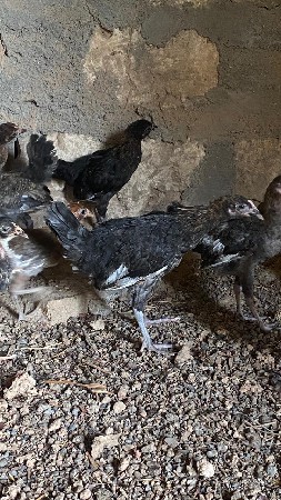 મરઘા ના બચ્ચા વેચવા ના છે