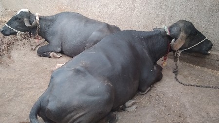 ભેસ  2